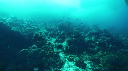 Vibrant Coral Reef Teeming with Aquatic Wildlife