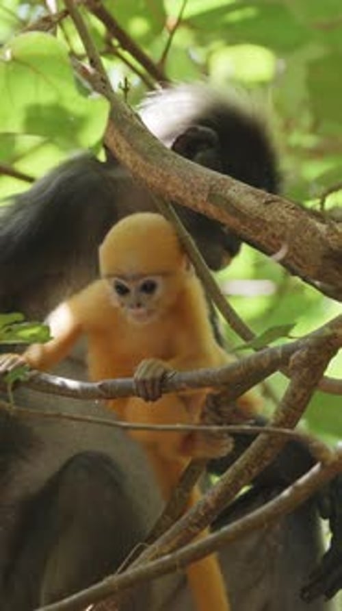 Singes à feuilles sombres en Malaisie à la verticale