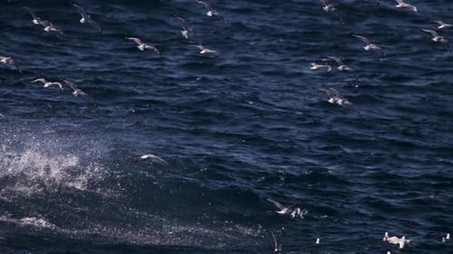A flock of ocean birds flying close to a washy ocean surface in slow motion.