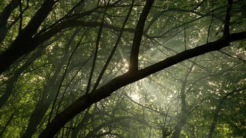 Forest Nature Concept Video