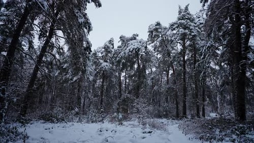 Der Wald ist mit weißem Schnee bedeckt