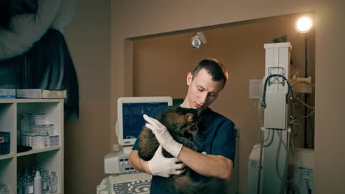 in a Veterinary Clinic Veterinarian Near an Ultrasound Scan Calms a Cat in His Arms