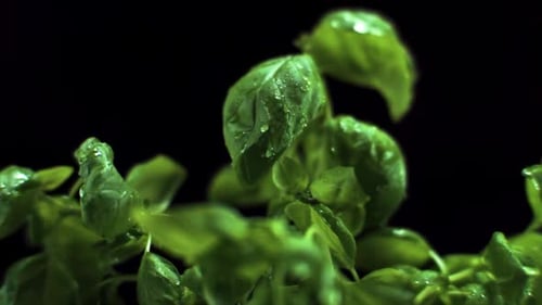 Fresh Basil Leaves with Dripping Water