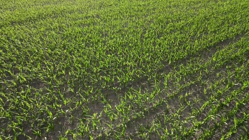 Green Corn Leaves Lighting with Sun Aerial View Maize Field at Sunset Growing Cornfield at Rural