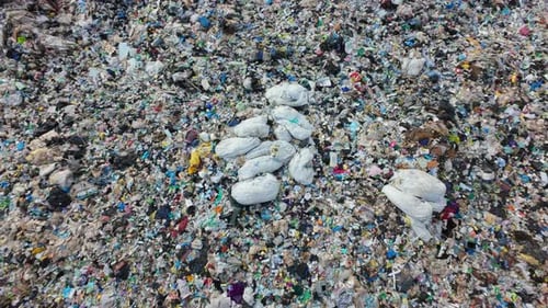 Aerial Shot of Overflowing Landfill Trash Bags