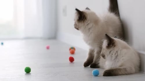 Zwei süße Ragdoll-Kätzchen spielen mit buntem Spielzeug auf dem Boden