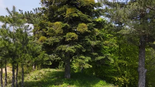Pine Trees