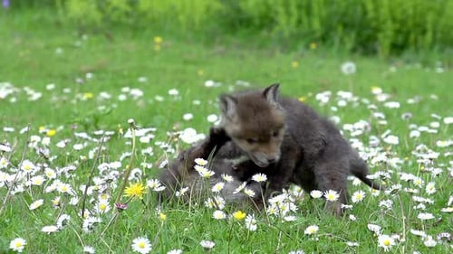 Red Fox, vulpes vulpes, Cub playing on Grass, Normandy in France, Real Time