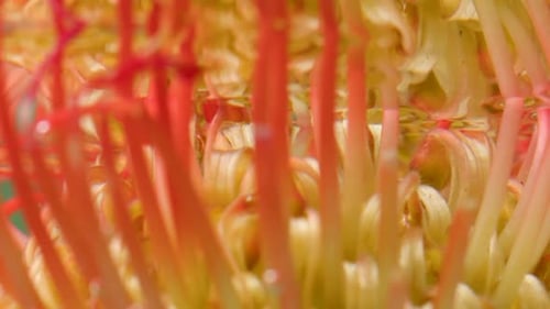 Une fleur orange éclatante