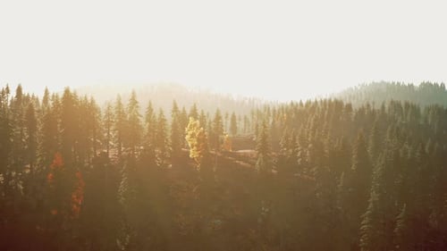Sunlight Streaming Through a Dense Forest