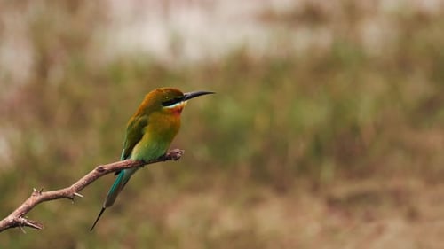 Blue Tailed Bee Eater on a Branch Lat Merops Philippinus A Stunning Blue Tailed Bee Eater Perched