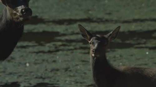 Kanadische Tierwelt - Hirschfamilie, die in der Nähe eines Sees steht