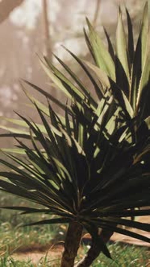 A Palm Tree in the Middle of a Forest