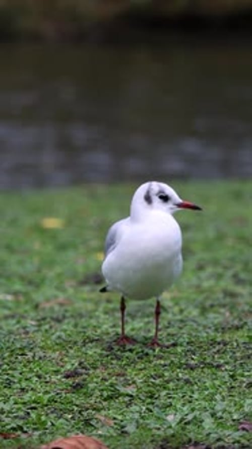 Ruhige Nahaufnahme einer kleinen Möwe, die an einem ruhigen Flussufer entlang spaziert. Die anmutigen Bewegungen des Vogels
und