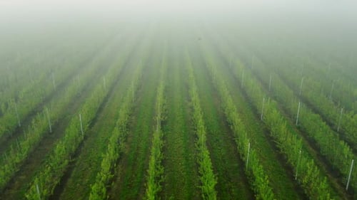Flying Over Along the Rows of Green Plant Crops in an Agricultural Field on Farmland on a Misty