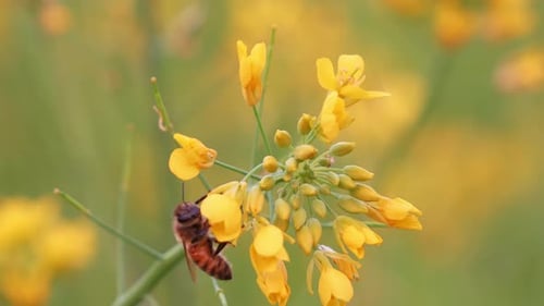 Honey bee busy pollinating the vibrant golden yellow flowers of rapeseed plant, close up shot captur