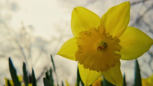 Close Up View of Daffodils Narcissus Yellow Daffodil Flowers Blooming in Spring Garden