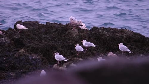 Seagulls close up. wildlife seabirds, seagulls of Iceland. Seagulls on the stones on the shores of A