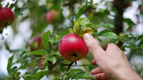 Wunderschöner reifer roter Apfel, der am Ast hängt. Nahaufnahme. Männliche Hand nimmt die Frucht von einem Baum.