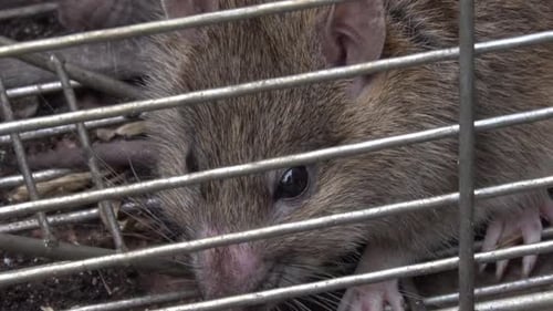 Nahaufnahme einer Braunratte, Rattus norvegicus, gefangen in einer Lebendfalle. Vereinigtes Königreich