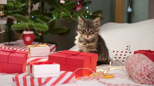 Adorable Kitten Sitting with Christmas Gifts