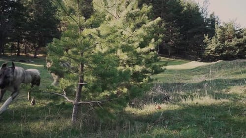 Two dogs running and playing