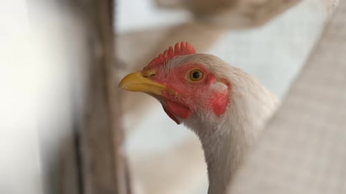 Close Up of a White Chicken Head