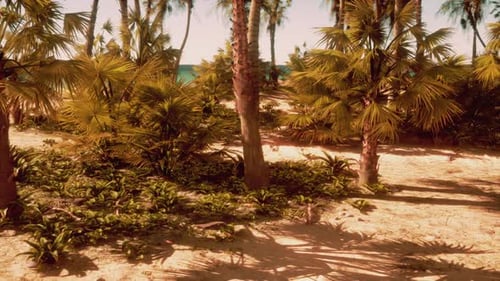 Ein Sandstrand mit Palmen und dem Meer im Hintergrund