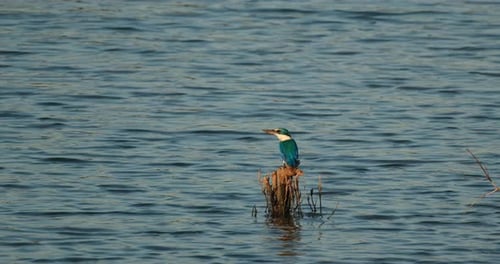 Camera slides to the left as it also zooms out showing this bird perched in the middle of the water,