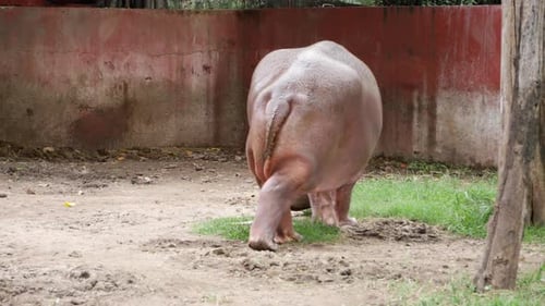 A hippo in a zoo searching for food