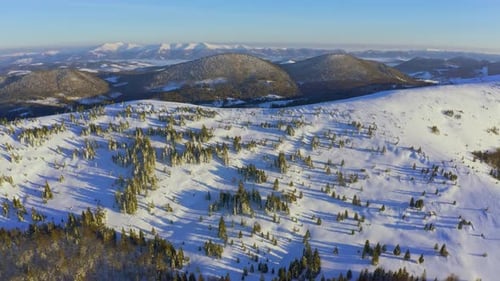 High Snowy Mountain Covered with Evergreen Fir Trees on a Sunny Cold Day