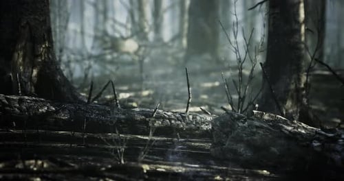 Mystical Forest Setting with Fog and Fallen Trees Evokes a Sense of Mystery