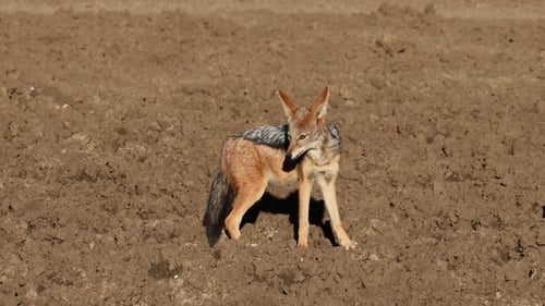 Alert Black-Backed Jackal In Natural Habitat