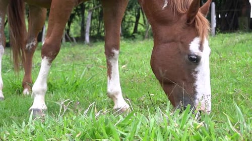 A horse in open field eating grassu during the summer in brazil. Brazilian farms are always full of