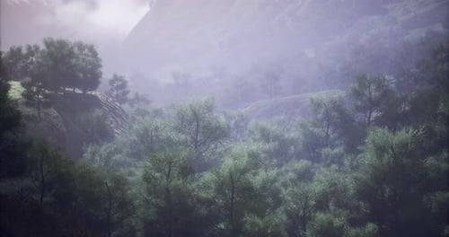 Misty Morning in a Lush Forest with Towering Trees and Distant Mountains