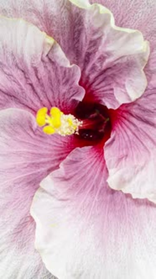 Hibiskusblüte blüht. Die Knospe öffnet sich zu einer großen lila gelben Blume