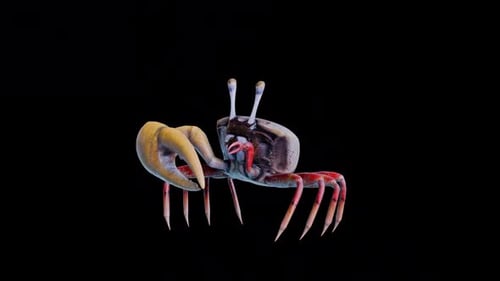 Crab Attack Side View