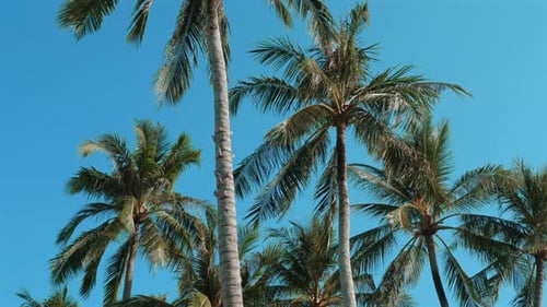 Majestic Palm Trees with Lush Green Leaves Against a Clear Blue Sky