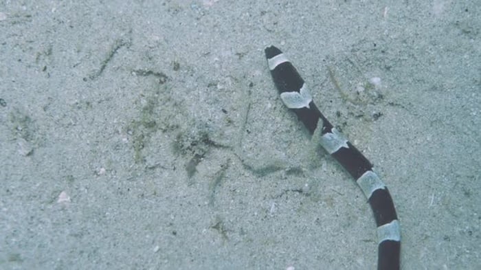 Banded Snake Eel crawls, wriggles across sandy seabed covered with ...