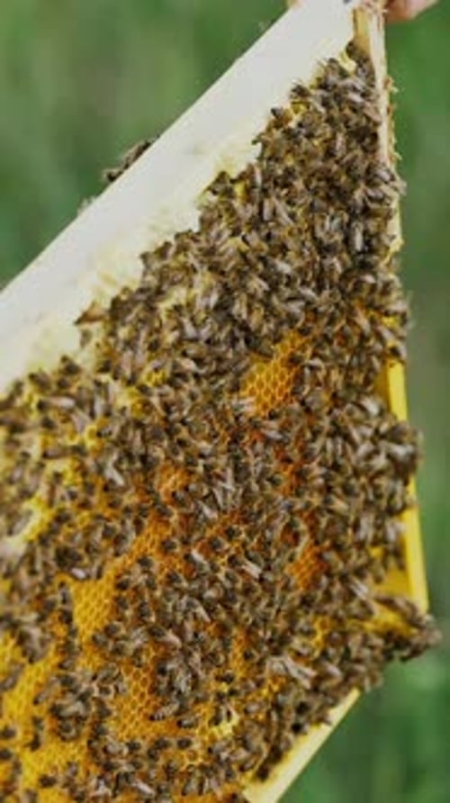 The beekeeper examines bees in honeycombs. Hands of the beekeeper. The bee is close-up.