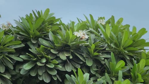 Tropical Tree with Green Leaves and White Flowers