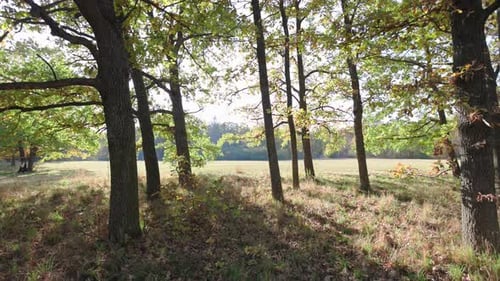 Sonnenlicht durchdringt die Bäume und wirft sanfte Schatten auf den Boden. Die Szene zeigt einen grasbewachsenen