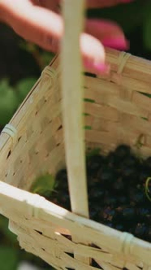 Woman Harvesting Black Currants Into Wicker Basket