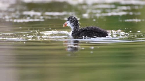 Young coot (Fulica atra) feeds in the water
