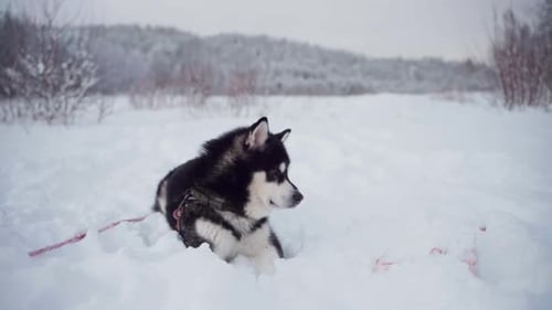 Black and White Husky Resting in Snow