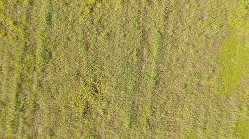 4k Aerial/Drone Rise over Fallow Field with Grass and Flowers. Reversible.