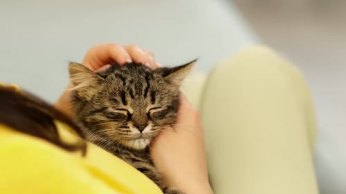 Nahaufnahme einer weiblichen Hand, die einen Katzenkopf streichelt