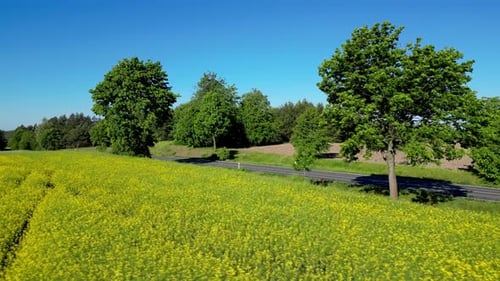 Polish countryside, rapeseed field, road between trees, and cars driving on it