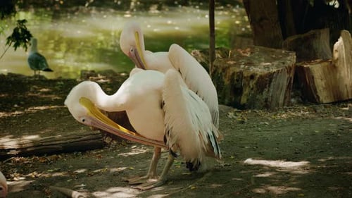 Two Pelicans Preening Their Feathers Near the Water in Natural Environment