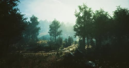 Morning Light Filtering Through Trees in a Serene Forest Path